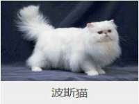 邳州杰之锐商贸有限公司