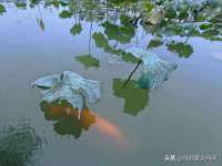 邳州杰之锐商贸有限公司